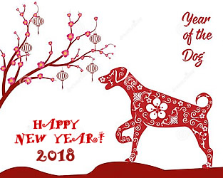 CNY dog